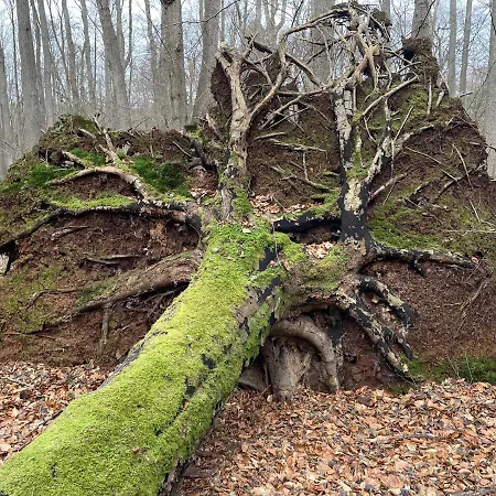 Wolffsbau