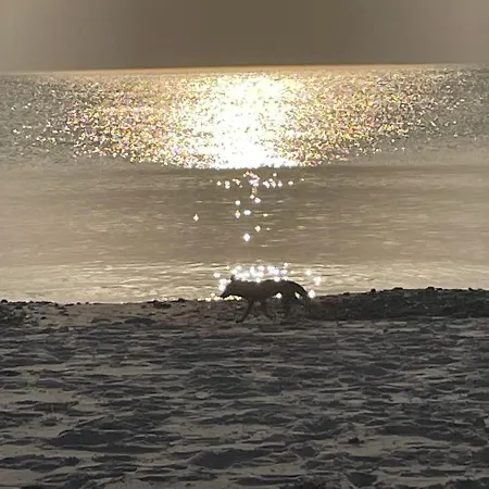 Wolffsbau Apartman *