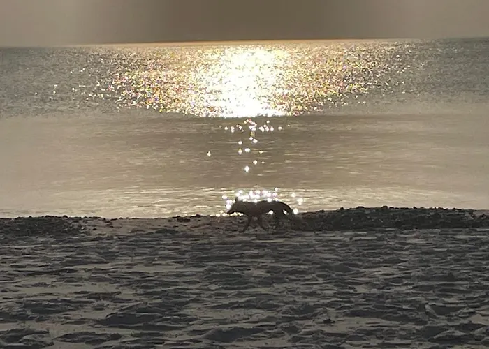 Wolffsbau 아파트 *