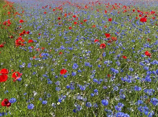 Wolffsbau 아파트 *